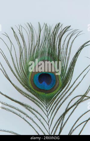 Peacock, homme, plumes de queue (Pavo cristatus) Banque D'Images