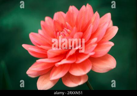 Dahlia (Dahlia x culturum) (Dahlia variabilis) Banque D'Images