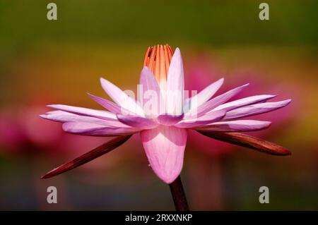 Nénuphas (Nymphaea), fleur Banque D'Images