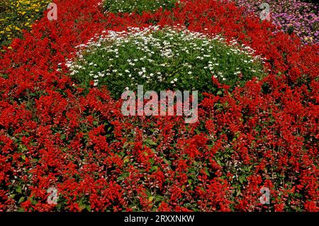 Sauge écarlate (Salvia splendens) et Marguerite de bœuf (Leucanthemum leucanthemum vulgare (Chrysanthemum leucanthemum) Banque D'Images