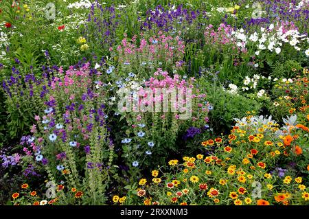 Parterre fleuri avec tournesol, damsel dans la vigne (Nigella damascena) et sclarée annuelle (Salvia horminum) (hybride Helenium), damsel dans la vigne, noir Banque D'Images