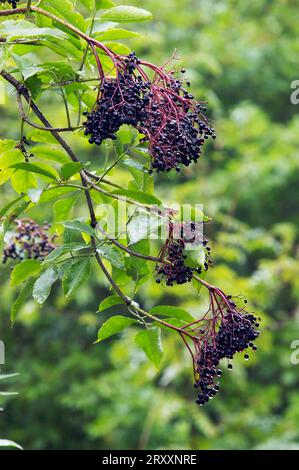 Sureau (Sambucus nigra), baies mûres, Rhénanie du Nord-Westphalie, Allemagne Banque D'Images