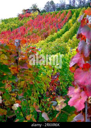 Vignoble d'automne, près de Maulbronn, BW. D Banque D'Images