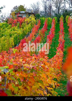 Vignoble d'automne, près de Maulbronn, BW. D Banque D'Images