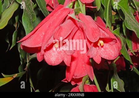 Lapageria rosea est endémique du Chili. C'est la fleur nationale du Chili et trouvée dans les forêts tempérées du Valdivian. Banque D'Images