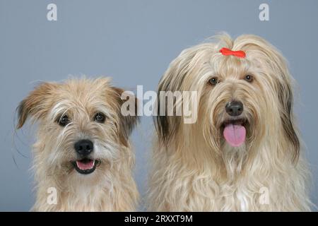 Les chiens de race mixte Banque D'Images