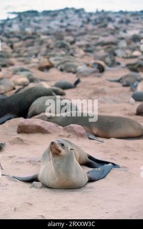 Phoques à fourrure d'Afrique du Sud (Arctocephalus pusillus), otarie à fourrure pygmée, otarie à fourrure, colonie, Cape Cross, Namibie, colonie d'otaries à fourrure du cap, Namibie Banque D'Images