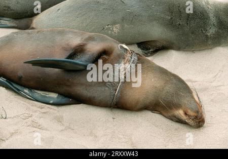 Otarie à fourrure sud-africaine (Arctocephalus pusillus), blessée par un nœud coulant autour du cou, Cape Cross, otarie à fourrure pygmée, otarie à fourrure du cap, Namibie Banque D'Images