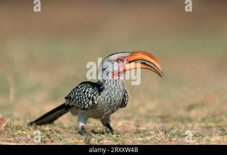 Hornbill du sud, parc national d'Etosha, Namibie, hornbils (Tockus leucomelas) Banque D'Images