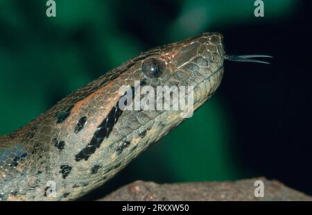 Anaconda commun vert (Eunectes murinus) Banque D'Images