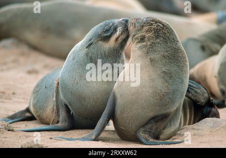 Phoques à fourrure d'Afrique du Sud (Arctocephalus pusillus), otaries pygmées, otaries à fourrure, Cape Cross, Namibie, otaries à fourrure du cap, Namibie Banque D'Images