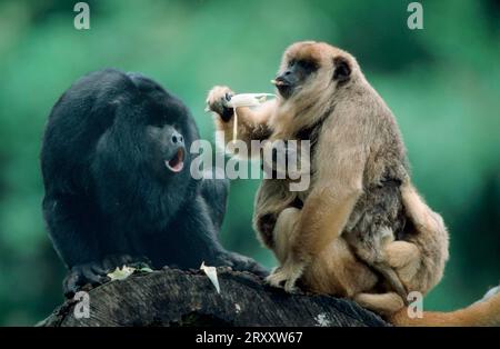 Hurleur noir (Alouatta caraya), mâle et femelle avec jeunes, paire Banque D'Images