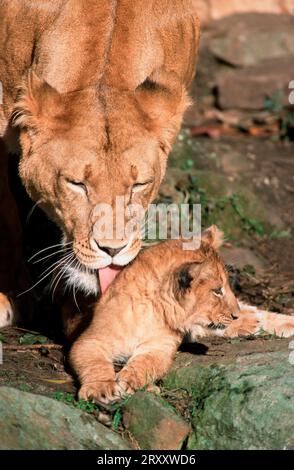 Lionne africaine avec jeune lion nian (Panthera leo), lionne Banque D'Images