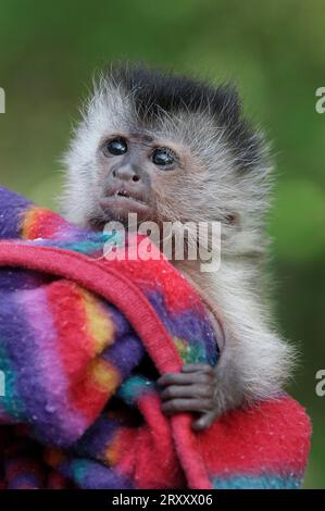 Jeune singe capucin brun, capucin touffeté (Cebus apella) Banque D'Images