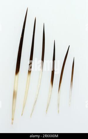 Porc-épic à crête (hystrix cristata), porc-épic (hystrix africae-australis), porc-épic Banque D'Images