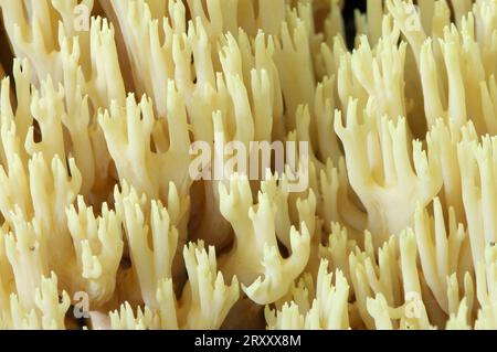 Corail à pointe jaune, Rhénanie du Nord-Westphalie, Allemagne (Ramaria formosa) Banque D'Images