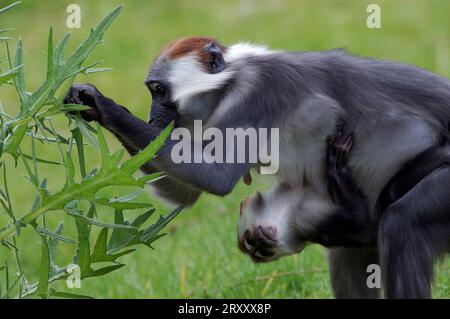 Mangabey couronné de cerise, femelle avec des jeunes (Cercocebus torquatus torquatus), Mangabey couronné de rouge Banque D'Images