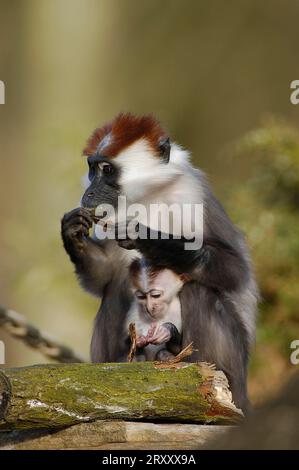 Mangabey couronné de cerisiers, femelle avec des jeunes (Cercocebus torquatus torquatus) Banque D'Images