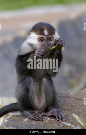 Jeune Mangabey à couronne de cerisier (Cercocebus torquatus torquatus), Mangabey à couronne rouge Banque D'Images