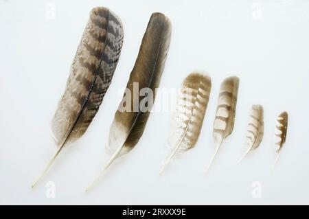 Plumes d'Aigle Harpy (Harpia harpyja), Vautour de Griffon (Gyps fulvus), Buzzard commun (Buteo buteo), Goshawk, Faucon du moineau du Nord, Kestrel commun Banque D'Images