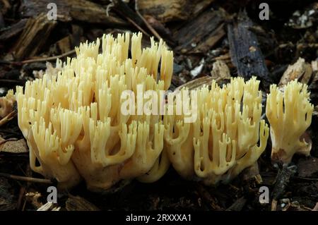 Corail à pointe jaune, Rhénanie du Nord-Westphalie, Allemagne (Ramaria formosa) Banque D'Images