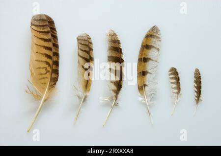 Plumes de chouette d'aigle (Bubo bubo), de chouette à oreilles longues (ASIO otus), de chouette de Tawny (Strix aluco), de chouette de grange (Tyto alba), de petite chouette (Athene noctua) et de SCOPS Banque D'Images