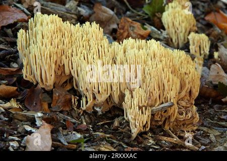 Corail à pointe jaune, Rhénanie du Nord-Westphalie, Allemagne (Ramaria formosa) Banque D'Images