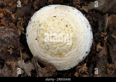 Champignon Amanita volant, agaric mouche (Amanita muscaria), Allemagne Banque D'Images