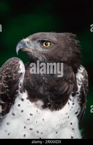 Aigle martial (Polemaetus bellicosus) (Hieraaetus bellicosus), aigle martial Banque D'Images