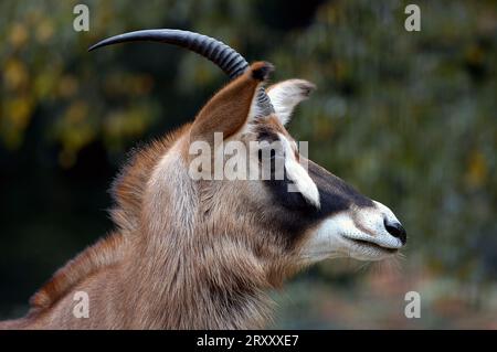 L'antilope rouanne (Hippotragus equinus) Banque D'Images