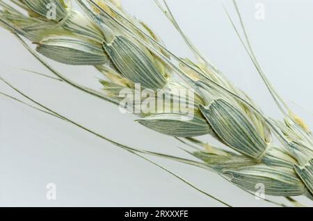 Épi de blé, espèce de blé ancien blé noir (Triticum monococcum) Banque D'Images