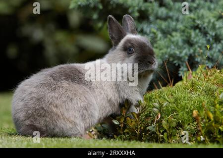 Lapin nain, lapin nain, couleur bleu martre nain, lapin, lapin de maison, extérieur, extérieur Banque D'Images