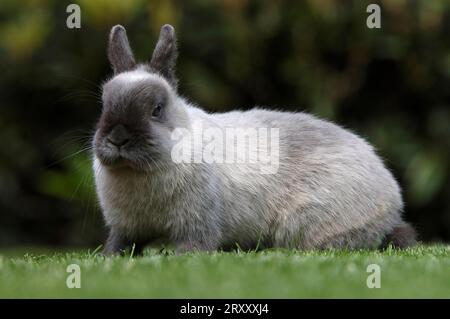 Lapin nain, lapin nain, couleur bleu martre nain, lapin, lapin de maison, extérieur, extérieur Banque D'Images