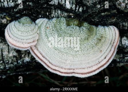 Champignon du sabot couvert de frise sur tronc de bouleau, champignon du fer blanc (Fomes fomentarius), Allemagne Banque D'Images