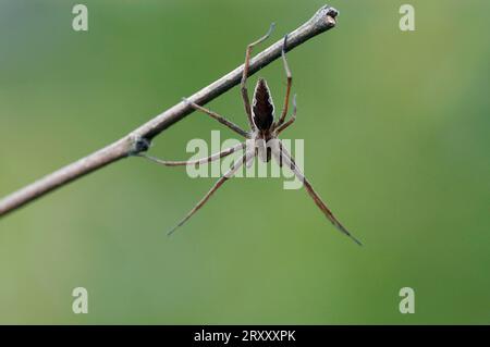 Fantastique araignée de pêche, araignée de toile de pépinière (Pisaura mirabilis), Allemagne Banque D'Images