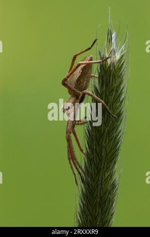 Fantastique araignée de pêche, araignée de toile de pépinière (Pisaura mirabilis), Allemagne, Europe Banque D'Images