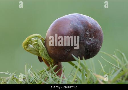 Châtaigniers (Aesculus hippocastanum), plantules, Rhénanie du Nord-Westphalie, châtaignes, Allemagne Banque D'Images