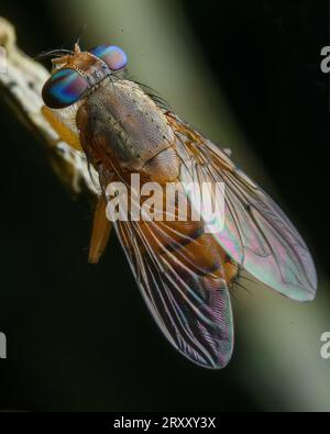 Gros plan extrême Macro Shot of Fly, Compound Eye, image détaillée Banque D'Images