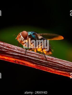 Gros plan extrême Macro Shot of Fly, Compound Eye, image détaillée Banque D'Images
