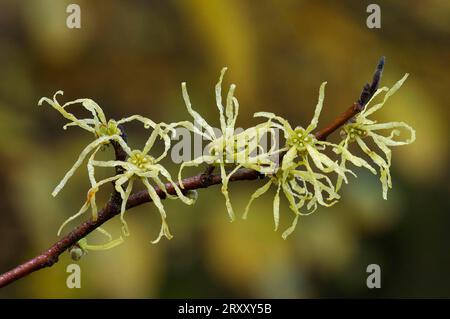 Hazel de sorcière (Hamamelis virginiana), Hazel de sorcière américaine Banque D'Images