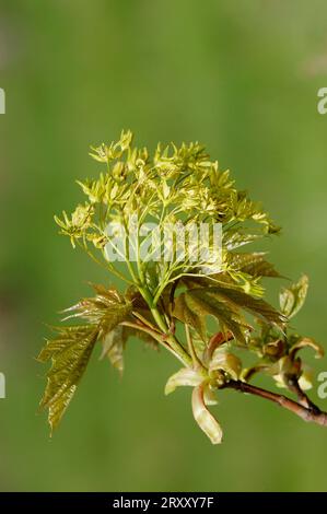 Fleur d'érable de Norvège (Acer platanoides), Rhénanie du Nord-Westphalie, Allemagne Banque D'Images