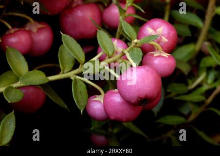 Gaultheria mucronata (Pernettya mucronata) Banque D'Images