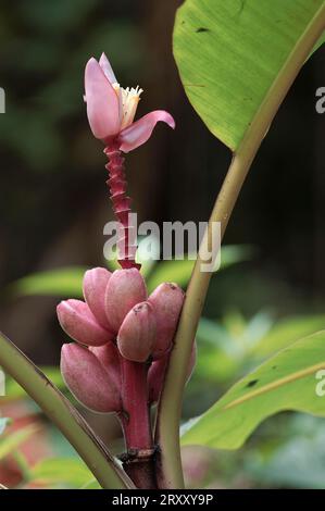 Banane de velours rose (Musa velutina), banane à fruits roses Banque D'Images
