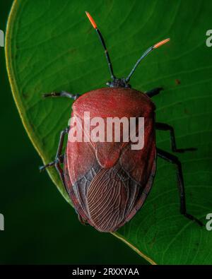 Extrême gros plan du monde des insectes Banque D'Images