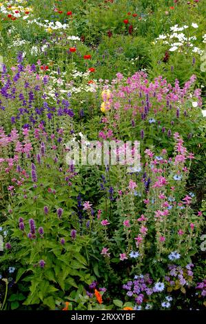 Parterre de fleurs avec hysope anis, cumin noir et sauge panachée (hysope anis salvia (Agastache love-in-a-Mist (Nigella damascena)) Banque D'Images