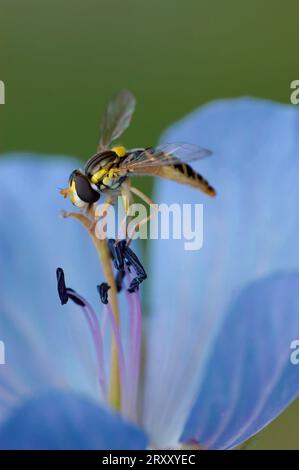 Hoverfly (Sphaerophoria scripta) sur fleur de prairie Cranesbill (Geranium pratense), Rhénanie du Nord-Westphalie, Allemagne Banque D'Images