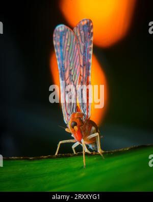 Gros plan extrême Macro Shot of Fly, Compound Eye, image détaillée Banque D'Images