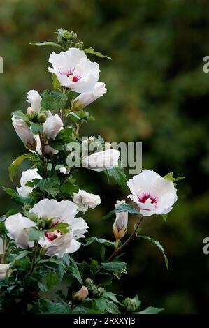 Rose-de-Sharon 'cœur rouge' (Hibiscus syriacus) Banque D'Images