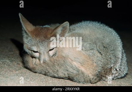 Le renard véloce (Vulpes velox) Banque D'Images