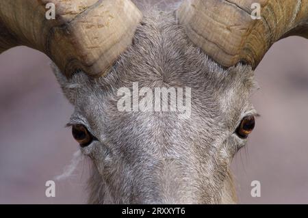 Bighorn (Ovis canadensis) Banque D'Images